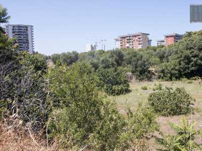 ... e su via Tommaso d�Aquino, area dove gli ulivi predominano all�ombra dei grattacieli del quartiere 
